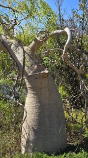 GC-Parque Botanico de Maspalomas 2025-067.jpg